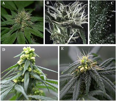 Optimized guidelines for feminized seed production in high-THC Cannabis cultivars